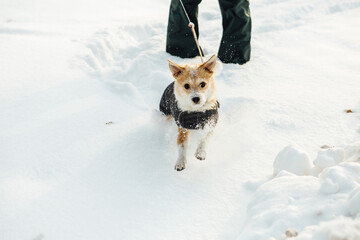 A small dog, in a dog coat, a Portuguese podengo crossbreed, playing in the snow and having a good time on a sunny winter day