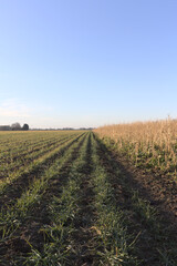Fototapeta na wymiar plowed field in the morning
