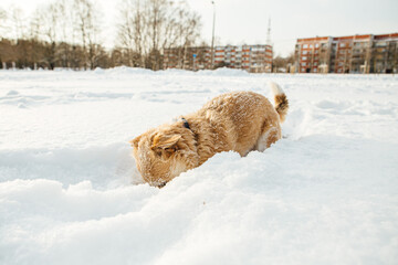 A small dog, a Portuguese podengo crossbreed, plays in fresh snow and has a good time on a sunny winter day