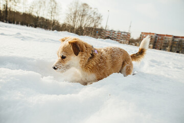 A small dog, a Portuguese podengo crossbreed, plays in fresh snow and has a good time on a sunny winter day