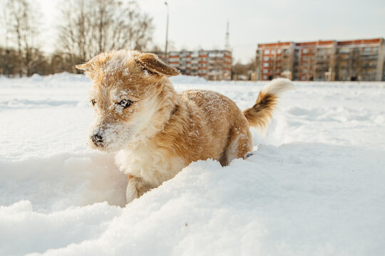 A small dog, a Portuguese podengo crossbreed, plays in fresh snow and has a good time on a sunny winter day