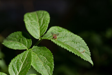 A close-up of a bee on a green leaf. The insect looks straight into the camera