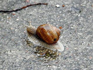 Snail Winniczek, the animal photos taken during the rain in a village in Mazovia, Poland