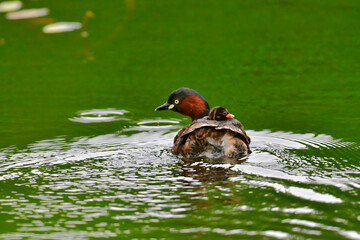 緑に囲まれた高原の池で子育てするカイツムリ