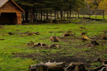 Obraz premium Deer resting