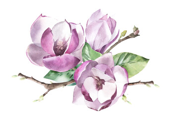 Watercolor Floral Elements Magnolia Flower on White Background