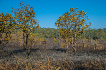 The condition of the evergreen forest That was burnt in the dry season