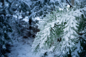 Pine branch in the snow. Winter background.