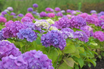 二子玉川公園の紫陽花（背景ぼけ 小）