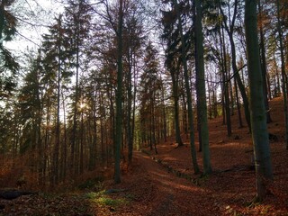 Deep forest in Europe with river and lake