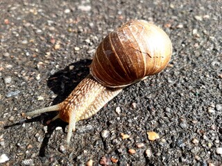 snail on the road