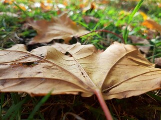 autumn leaves on grass