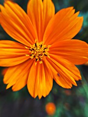 Cosmos flower in Macro