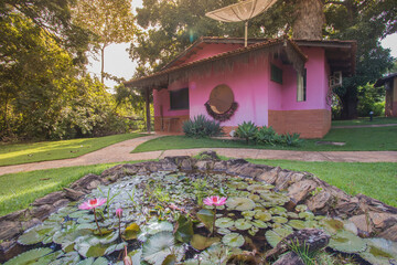 Obraz premium Brazilian Lotus Flower Very pink, this flower is rare in brazilian savannah.