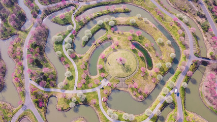 Overlooking a large plum blossom forest from the sky