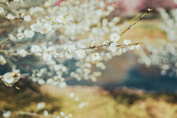 Red and pink plum blossom in the cold winter