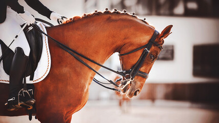 A beautiful bay horse with a braided mane and a rider in the saddle stands, neck arched, in the...
