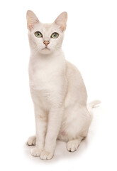 Burmilla cat portrait