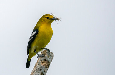 Obraz premium a bird standing on a branch