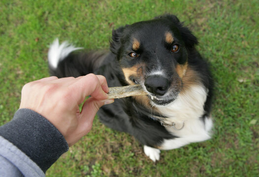 Border Collie Cross Dog