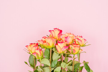 Fototapeta na wymiar Rose flowers on a colored background