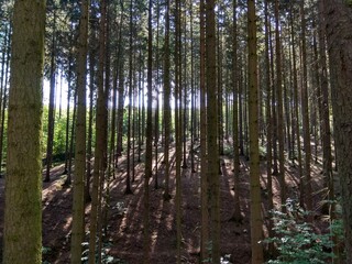 Obraz premium Deep forest in Europe with river and lake