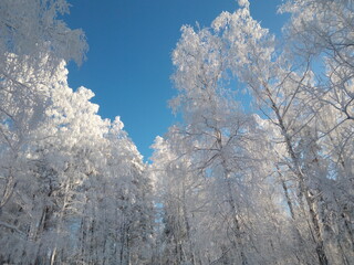 snow covered trees