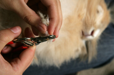 Owner cutting rabbits claws