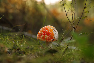 Fly agaric or fly Amanita mushroom, Amanita muscaria. Poisonous mushrooms