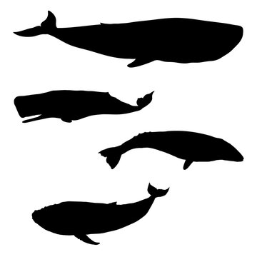 Vector Set of Whale Silhouettes. Blue Whale, Cachalot, Gray Whale and Humpback Whale.