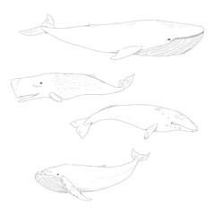 Vector Set of Sketch Whales. © nikiteev