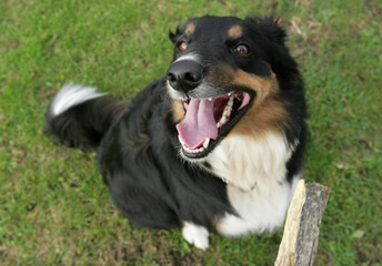 Border collie cross dog