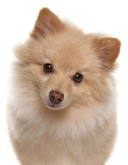 Obraz premium Spitz dog