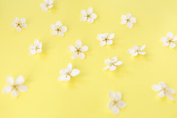 Fototapeta na wymiar Floral pattern of white spring or summer flowers on yellow background. Copy space for your text. Flat lay style. Top view. Floral background. Pattern of flower buds. 