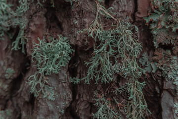 moho creciendo en los troncos de los arboles.