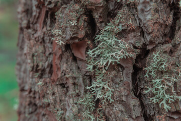 moho creciendo en los troncos de los arboles.