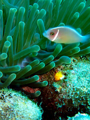 Pink anemonefish in anemone, Koh Tao island, Thailand