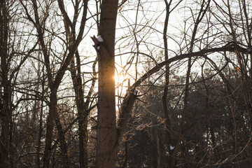 Sun in the woods, Kampinos National Park (Kampinoski Park Narodowy), Mazovia, Poland. - obrazy, fototapety, plakaty