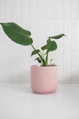 Green plant in pink pot in simple modern bathroom