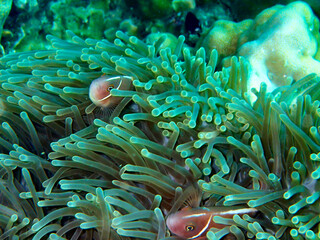 Naklejka na ściany i meble Pink anemonefish in anemone, Koh Tao island, Thailand