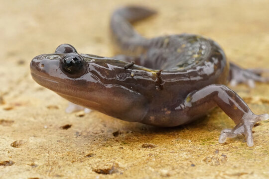 Closeup of the  Persian brook mountain salamander, Paradactylodon persicus on stone