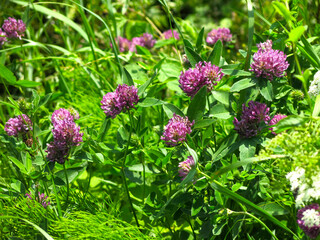 pink clover blooms in the summer in the field