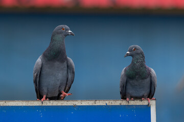 Two wild pigeons perched on a sign stained with bird feces.