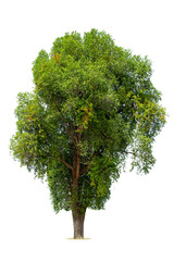Fototapeta premium Trees isolated on white background, tropical trees isolated used for design, advertising and architecture.