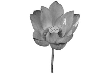 Lotus flower black and white isolated on white background with clipping path.