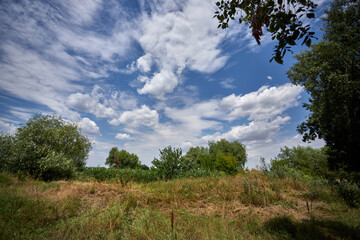 Summer landscape, meadow, trees, against the blue sky with white clouds