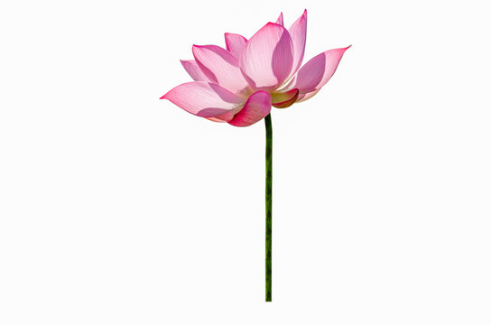 Beautiful lotus flower isolated on white background with Clipping Paths.