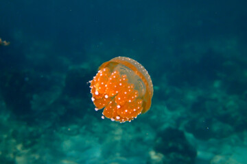 Cute small orange baby jellyfish, Thailand underwater