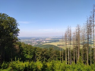 Deep forest in Europe with river and lake