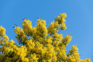 mimosa plant with an intense yellow color
